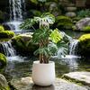 Pali di Muschio per Monstera 16 Pollici in Plastica a Forma di D Pali di Muschio per Piante Supporto per Piante Rampicanti Funziona con Muschio di Sfagno per la Crescita di Piante da Interno