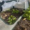 Housse de protection isolante pour plantes Filet pop-up pour plantes Cage protectrice transparente en PVC Lit de légumes