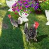 Chicken Garden Stakes Acrylic Yard Signs Outdoor Sculpture Statue Potted Plant Ornaments Garden Insert Yard Lawn Decor