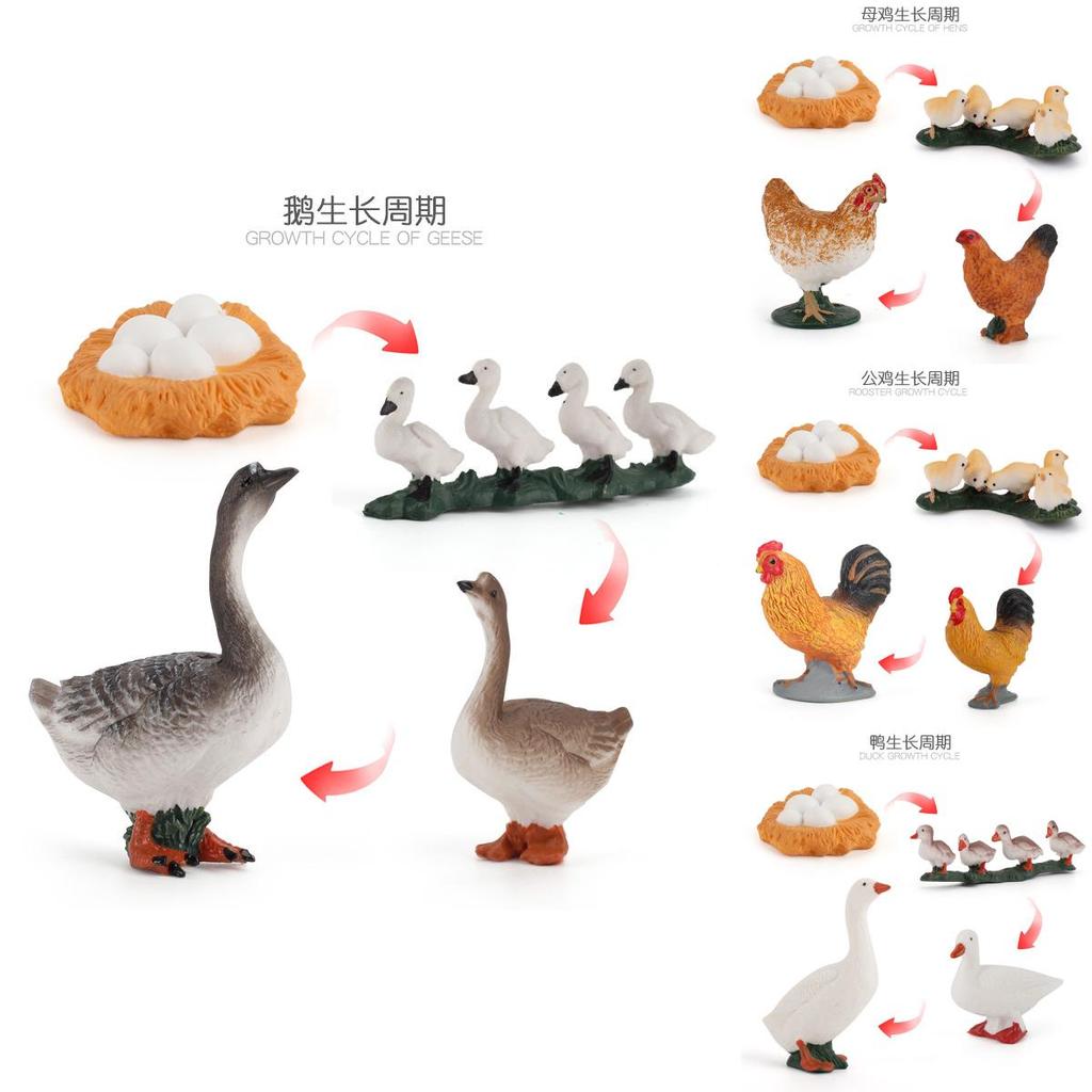 Static Poultry Animal Model With Incubation Process Display For Kids Educational Toy