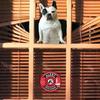 Pet Alert Safety Fire Rescue Sticker Save Pets Emergency Pet Inside Decal In Case Of Danger Pet In House Window Door Sign