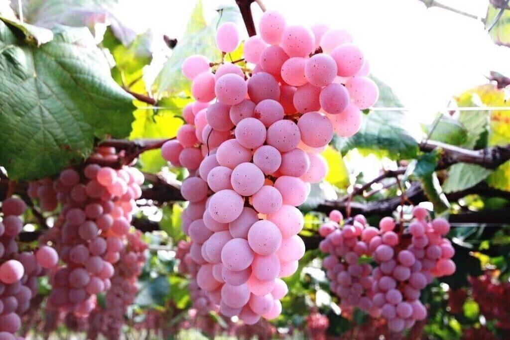 20 Semen - RŮŽOVÝ GRAPE JAPONSKO Růžové Hroznové Japonské - ČERSTVÁ SEMENA