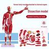 Detachable Human Muscle & Organ Anatomy Model