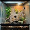 3D Printed Dragon Bone Fish Tank Ornament Crawler Landscape Decoration  Feeding Box Decoration