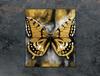 GLAS-SCHNEIDEBRETT 45x52 SCHMETTERLING