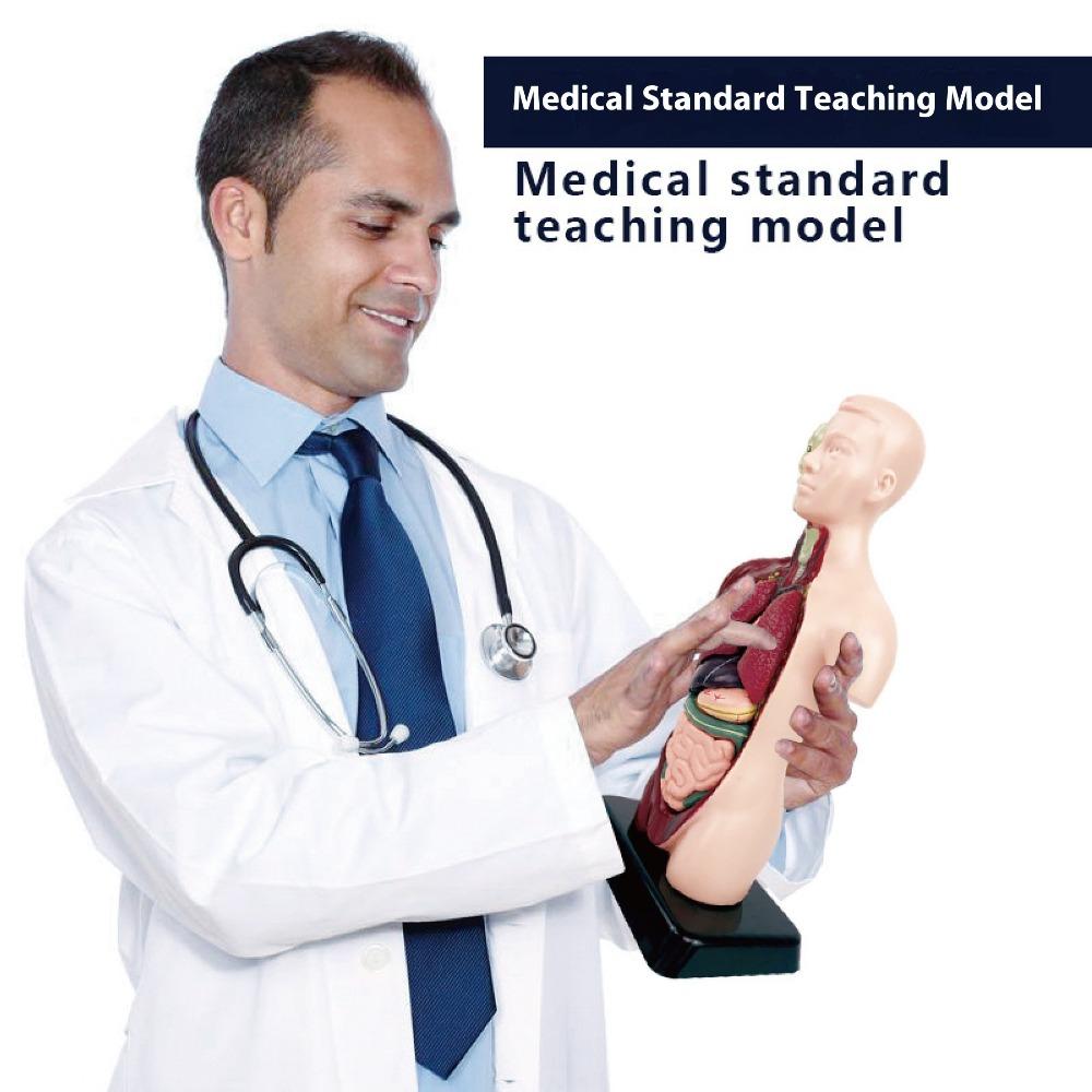 DIY Human Body Anatomy Model Kit - Educational Toy for Kids To Assemble Organs, Skeleton & Muscles