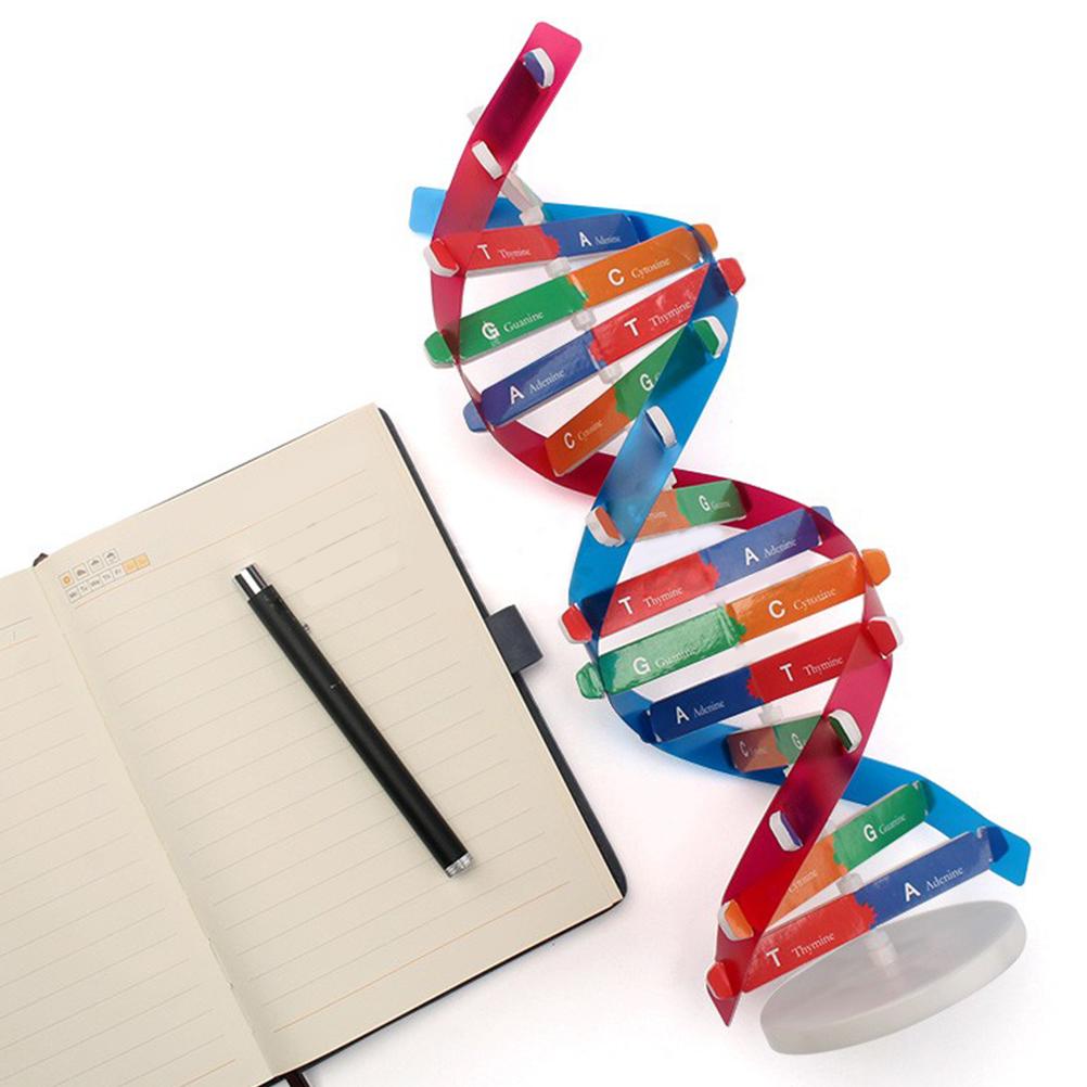 Accurate Double Helix Model for Human Genes Education DIY Science Tool for Classroom Projects and Creative Learning