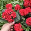 Imitation Begonia Flowers All-Weather UV Resistant DIY Wedding Bouquet Realistic Look Artificial Flower