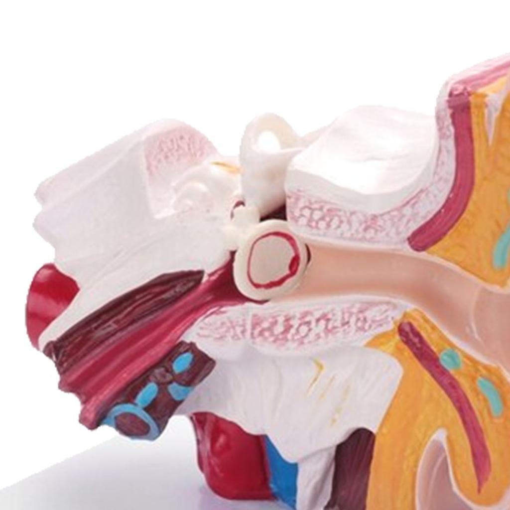 Human Ear Anatomy Model 1.5 Times Enlarged PVC Anatomical Ear Model for Learning Display Research