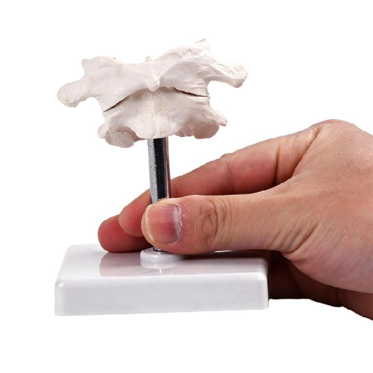 Accurate Human Occipital Bone Model For Clinical Training Features Rotation Capability And Quality PVC For Durability