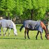 Horse Blanket Elastic Leg & Tail Strap - Adjustable with Double-Ended Clips, Replacement for Turnout and Stable Blankets