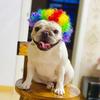 Kreative Lustige Haustierperücke Verstellbares Afro-Design Hundeperücke Elastisches Banddesign Katzenperücke Haustier Cosplay Requisiten Fotografie Scherzgeschenke