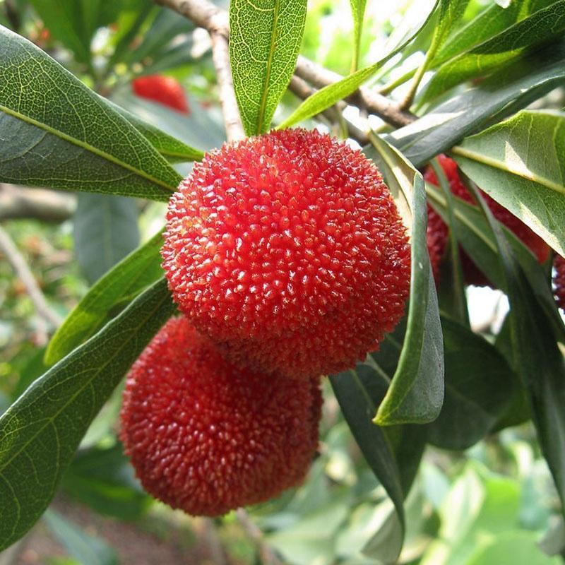 Ескі әйелдер