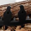 A84E-Vogelhaken für Wanddekorationen Schlüsselhaken Küche Mantel Kleidung Handtuchhaken Hut Handtaschenhalter Zuhause