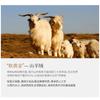 Premium 100% Cashmere Oversized Scarf Shawl Women Winter 2026 Fashionable Colorblock Warm Wrap
