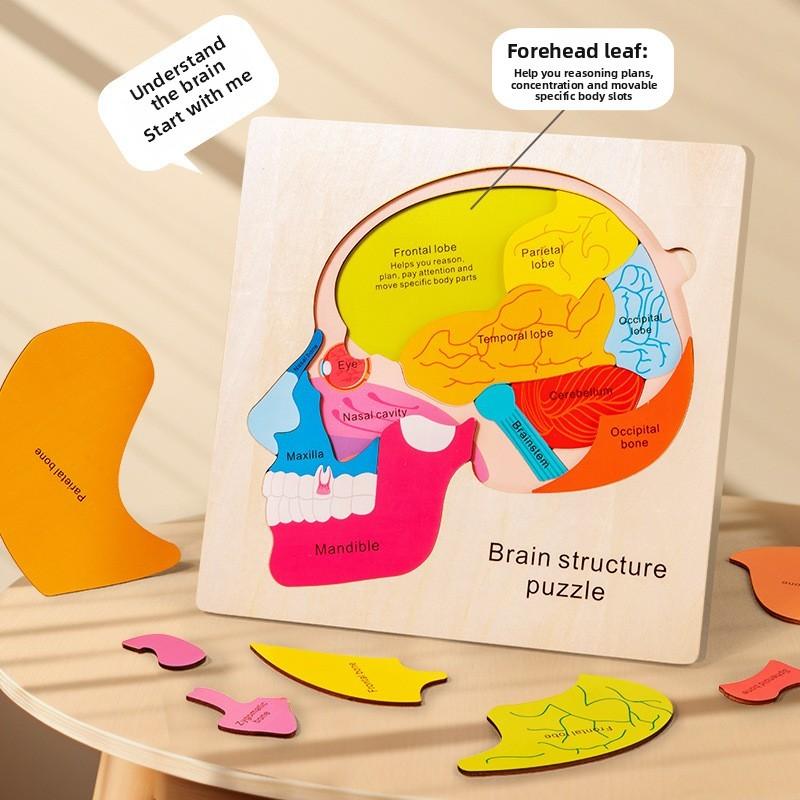 Organs Human Body Structure Jigsaw Puzzle Educational Toy For Kids Learning