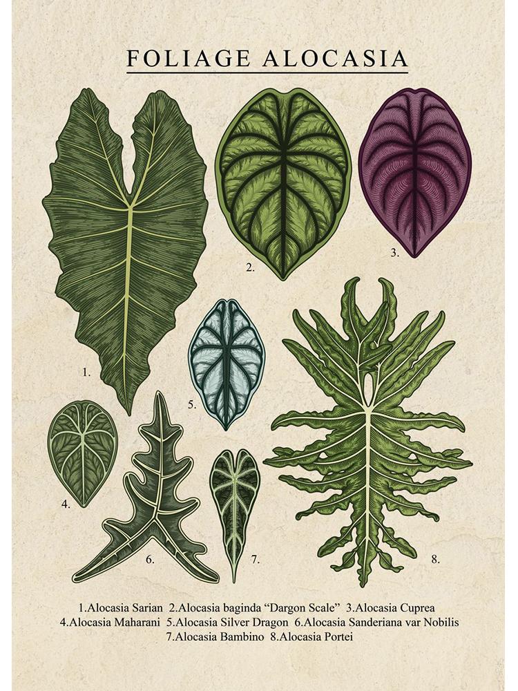 

Лист настенное искусство листва колоказия алоказия растения плакат холст живопись для гостиной домашняя выставка украшение картина 21x30cm No Frame