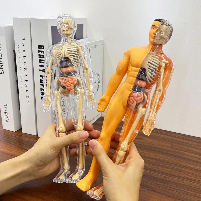 3D Human Body Torso Model For Kid, Anatomy, Skeleton, Removable, Simulation, Organ And Skeleton, Detachable Bone Body Models New
