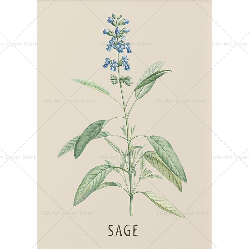 Roślina, kwiat, badania, plakat retro, druk botaniczny, plakaty ziołowe, obraz vintage na płótnie, obraz na ścianę do salonu,