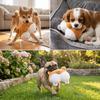 Soft Surface Dog Chew Accessory Novel Shaped Pet Sound Play Toy  Daily Bite Activity