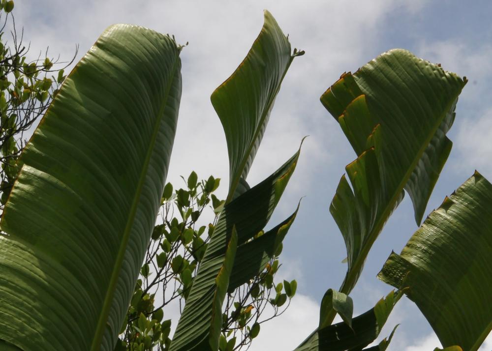 SAFLAX Gift Set - Traveller's Tree - 8 Seeds - With Gift Box, Card, Label and Potting Substrate - Ravenala Madagascariensis