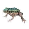 Genuine Gacha Toy Bio Guide Rana Nigromaculata Frog with Movable Joints Action Figure Toys
