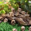 Mini Skull Figurine Miniature Skeleton Head Table Decor Micro Landscape Figure Halloween Prank Props Haunted Dollhouse Decor