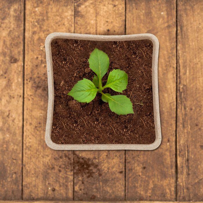 Relaxdays Godets semis, lot pratique de 80, carré, HLP 8 x 8 x 8 cm, pots de jardinage en papier, nature