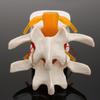 Human Anatomy Skeleton Spine Lumbar Disc Herniation Brain Skull Model Traumatic Pistol Medical Teaching Instrument for School