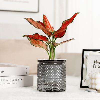 1Pc Self Watering Flowerpot Indoor Succulent Hydroponic Plants Pot Mini Planter Pots Fish Tank Tabletop Home Bonsai Decor