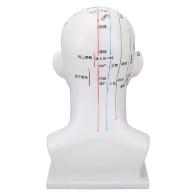 Akupunkturpunkt Kopfmodell PVC Weißes Gesicht Massage Meridiane Kopfmodell Lehrutensilien 11,8 Zoll
