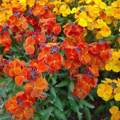 150 semi di Wallflower nani - fiori di piante da giardino - semi contadini riproducibili - SemiWild