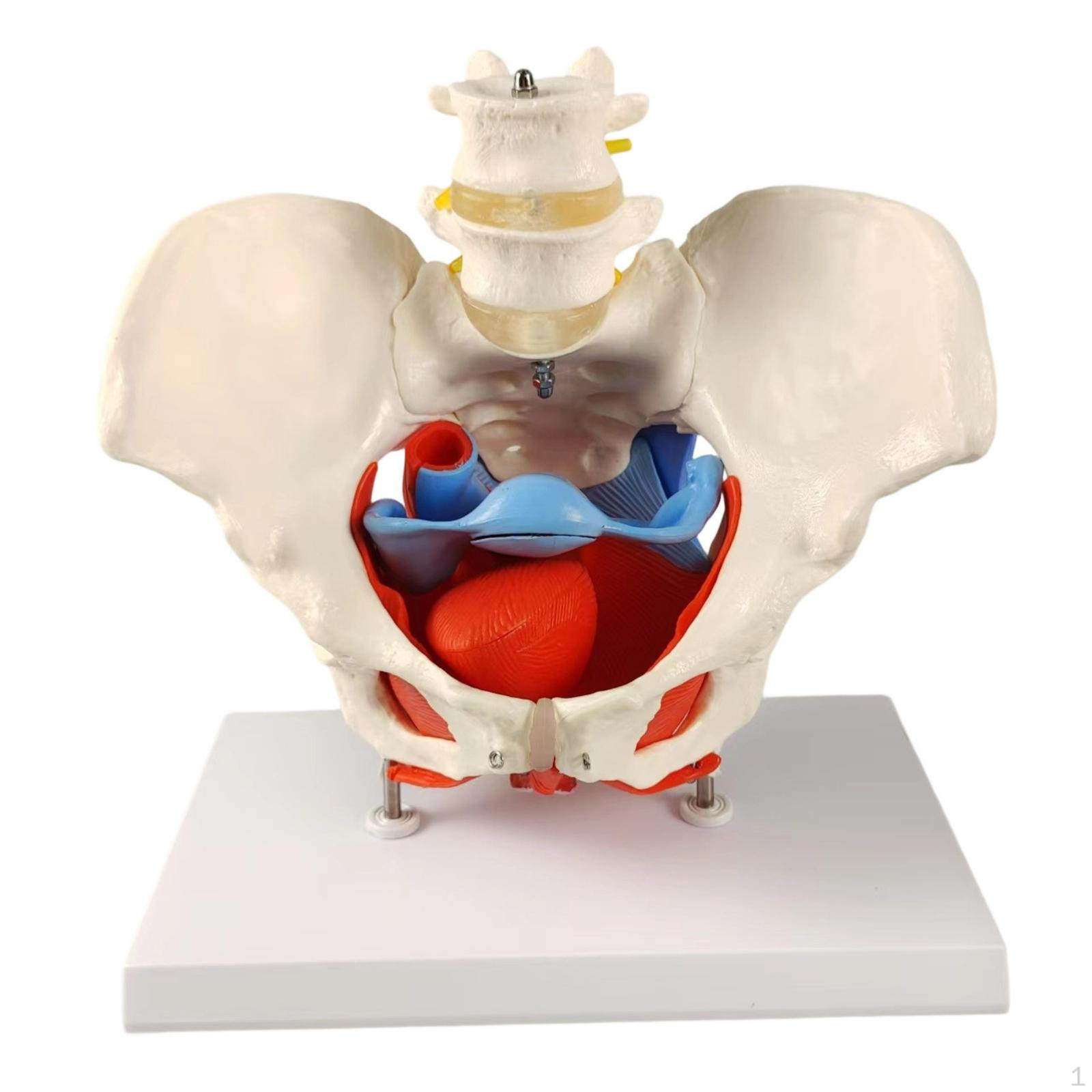 Female Pelvis Model with Vertebrae ColorCoded