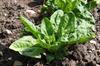 SAFLAX Garden In the Bag - Organic - Spinach - Giant Winter - 250 Seeds - With Substrate In a Fitting Stand Up Bag - Spinacia Oleracea