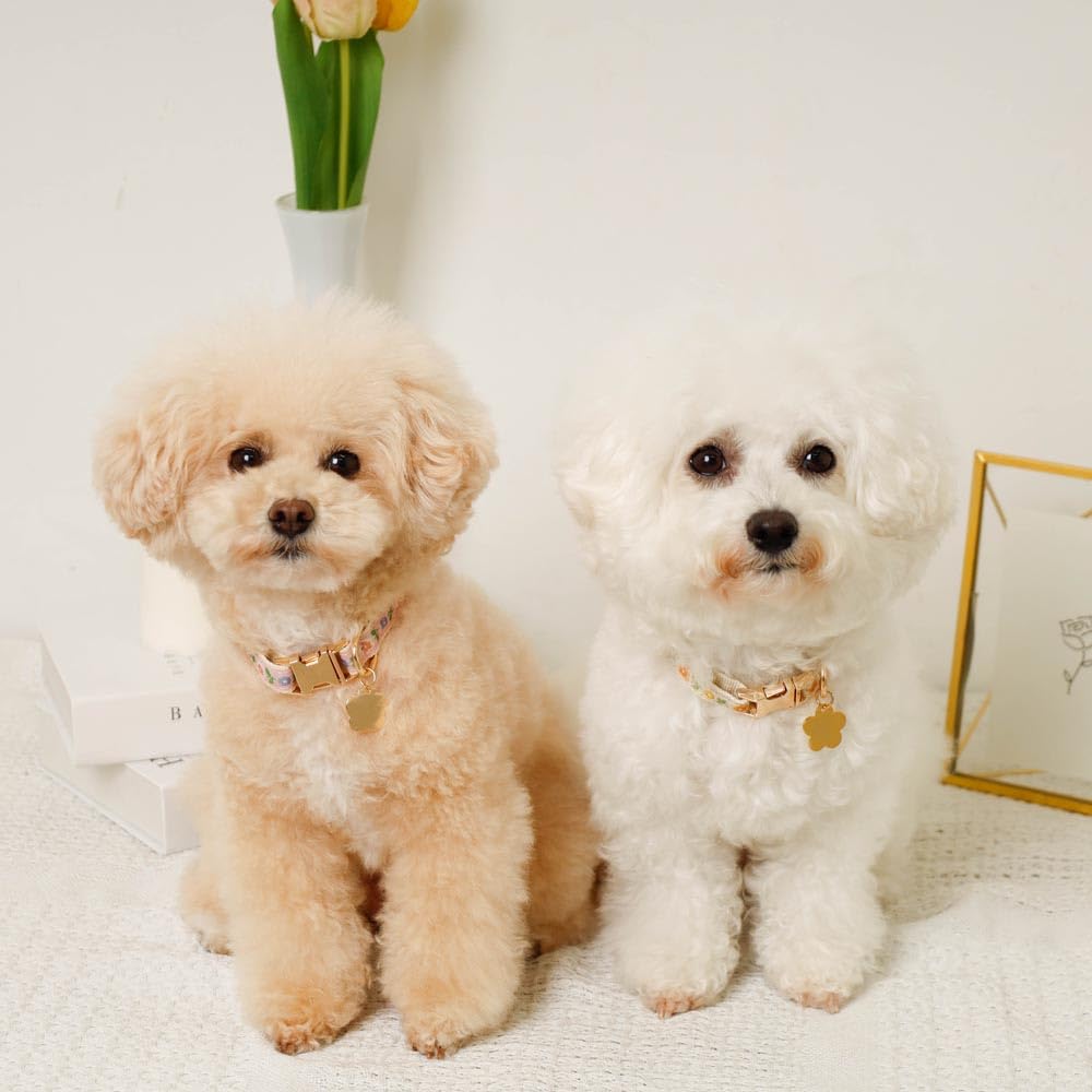 Charm Embroidered Collar Lead Dog Collar for Small Dogs Popular Brand for Toy Poodles and Chihuahuas Monchéri [Flower + Set] (FREE/Pink) Cute,