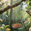Weather Resistant Bird Feeder And Bird Bath Multipurpose with Hanging Chain For Attracting Wild Birds In Garden