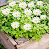 1Set Artificial Flower Micro Landscape Potted Plant Decoration Lawn Decoration Cloth Outdoor Landscape Daisy Card Insertion