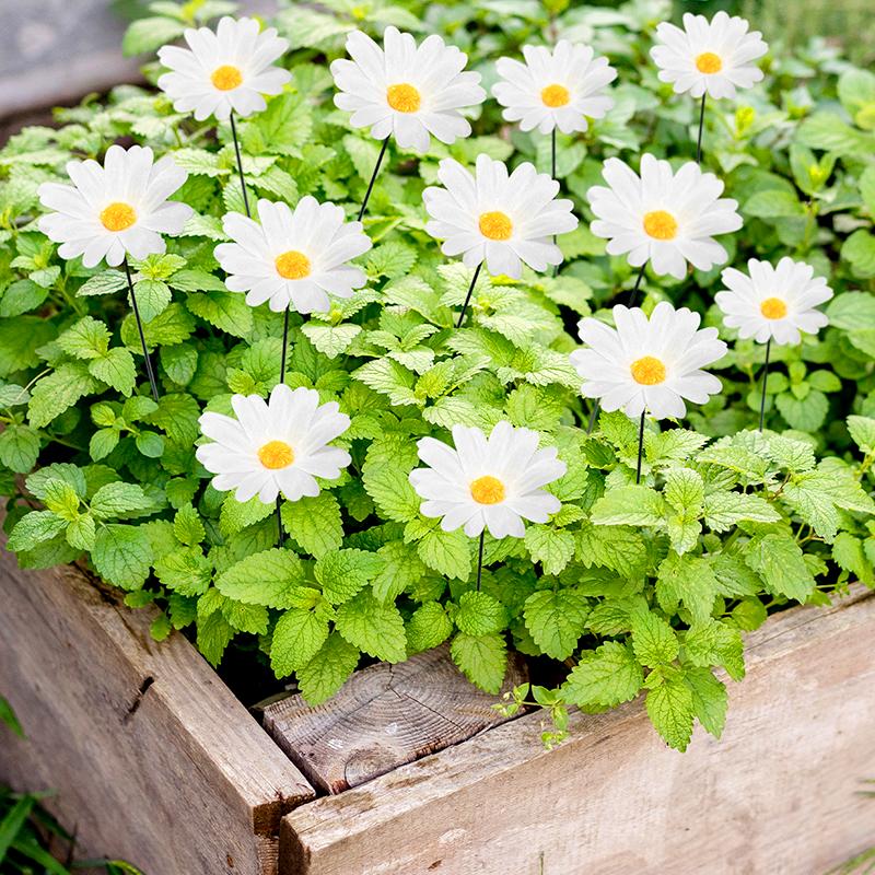 1Set Artificial Flower Micro Landscape Potted Plant Decoration Lawn Decoration Cloth Outdoor Landscape Daisy Card Insertion