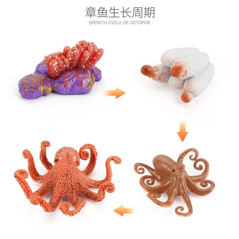 Life Cycle Board Montessori Kit Biology Science Education Toys For Kids Sensory Tray Animal Figure Life Cycle Sorting Wooden Toy