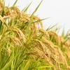Beauty Bran Rice For Dry 150ml Emulsion, Bran, Moisturizing, Transparency, Skin, Moisturizing,