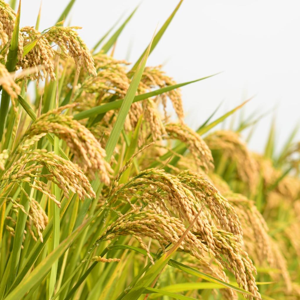 Beauty Bran Rice For Dry 150ml Emulsion, Bran, Moisturizing, Transparency, Skin, Moisturizing,