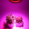 E27 36W LED Full Spectrum Grow Light for Indoor Plants and Succulents