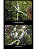 Heavy-Duty Pruning Shears for Thick Branches, Flowers, and Grass
