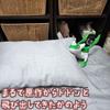 Large, extra-large Latios plush toy, different colors, cushion, green, 30cm, mascot, paper bag included, actual product photograph