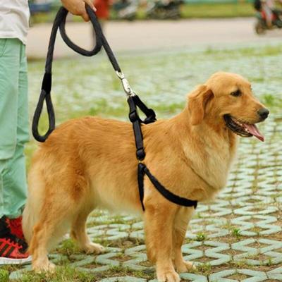 Köpek – Köpek Tasmaları ve Tasma Kayışları