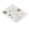 Dried Pressed Flowers DIY Handcraft Flower Bookmark Natural Flowers Phone Cases Pressed Flowers Dry Flower Plant