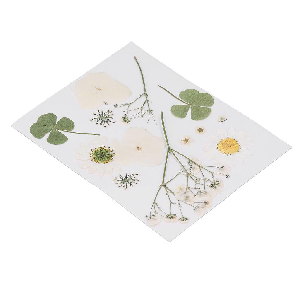 Dried Pressed Flowers DIY Handcraft Flower Bookmark Natural Flowers Phone Cases Pressed Flowers Dry Flower Plant