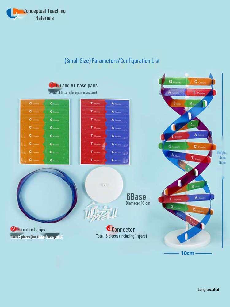 DNA Double Helix Model for Biology Education: Primary to High School Science Teaching Tool