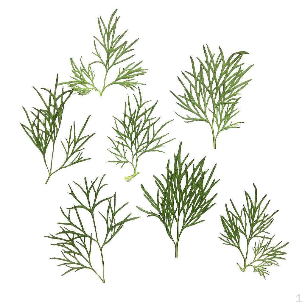 0pcs Pressed Natural Dried Flowers Real Leaves For crafts Material