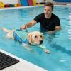 Hunde Schwimmweste Schwimmfähig Abnehmbar Verstellbar Reflektierend Hunde Schwimmwesten Zum Bootfahren Für Kleine Große Rassen Outdoor Camping Pool